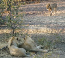Lions